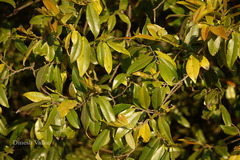 Diospyros angustifolia